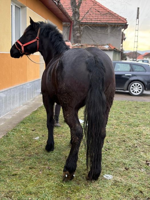 Iapa de vânzare de 3.4 ani