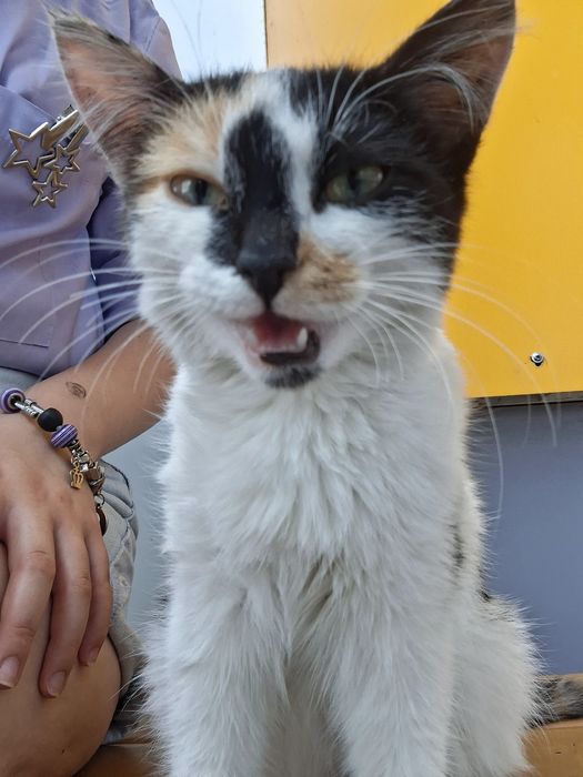 Котик бес планто