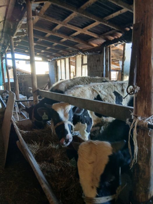 Продается быки