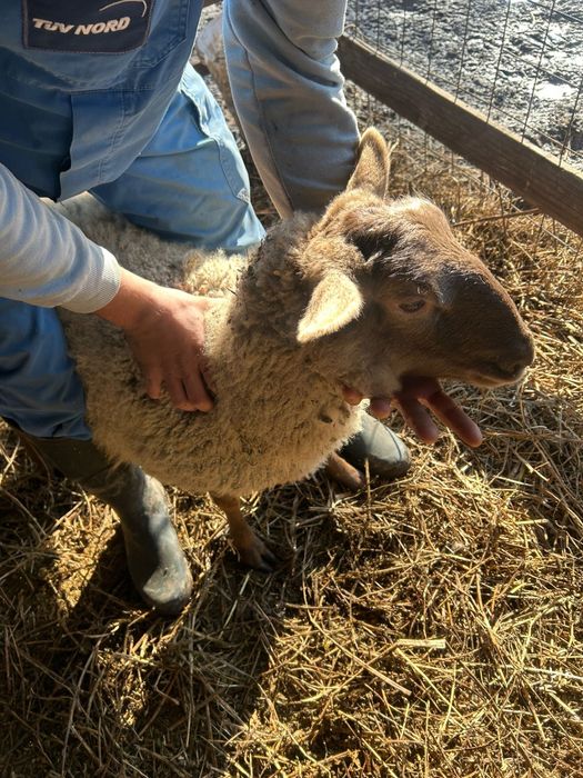 Oi romanov si un berbec