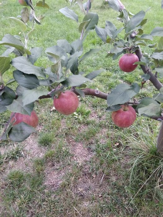 Продам саженцы яблони