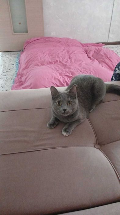 Британская кошка