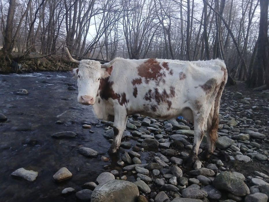 Vând vaci cu viței