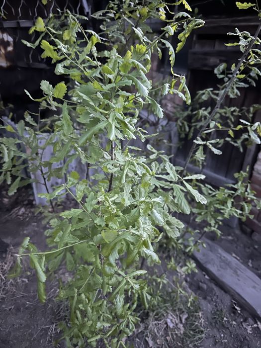Продам Саженцы дуба 1,5 метра