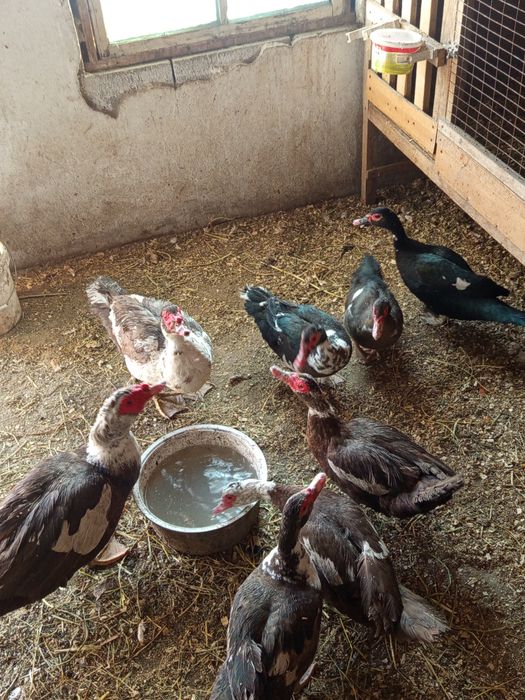 Продам индоуток  и селезней