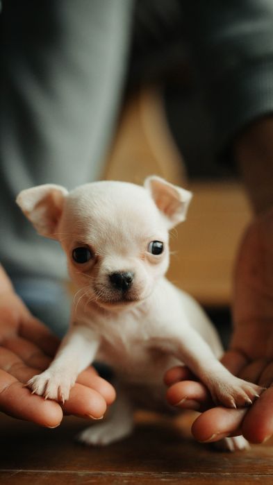 Продавам мини-чихуахуа