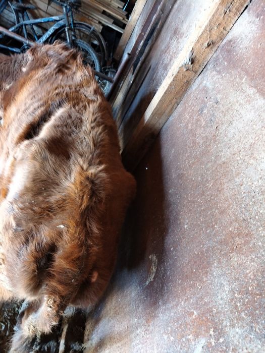 Сиыр сатылады...