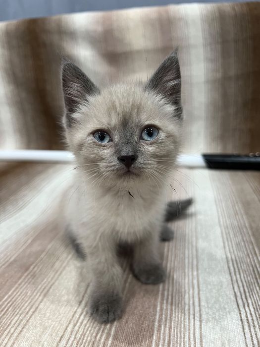 Котенок девочка ищет дом