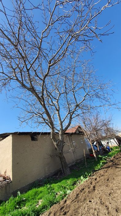 Йонгок кучатлари