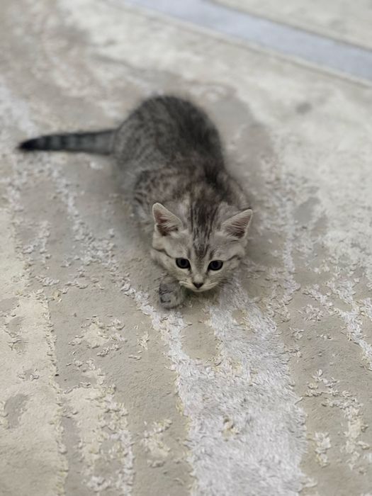 котята 2 месяца метисы