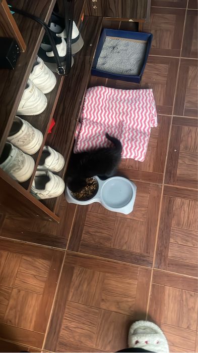 Котенок черный красивый фото на ватсап