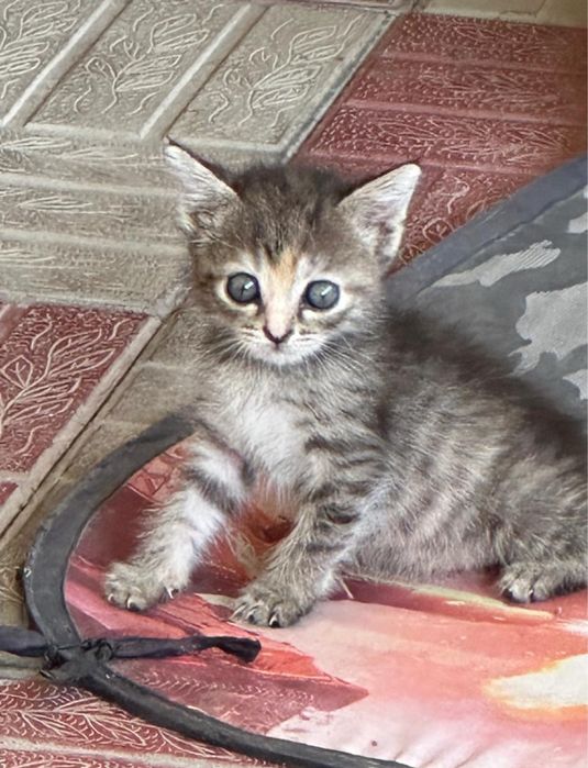 Котята домашние отдадим