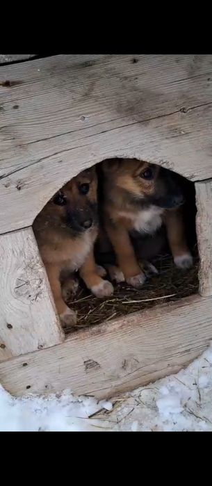 Щенкам нужен дом