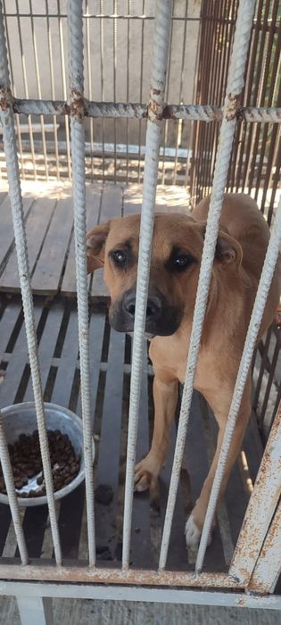 Овчарки выбор очень большой в отлове