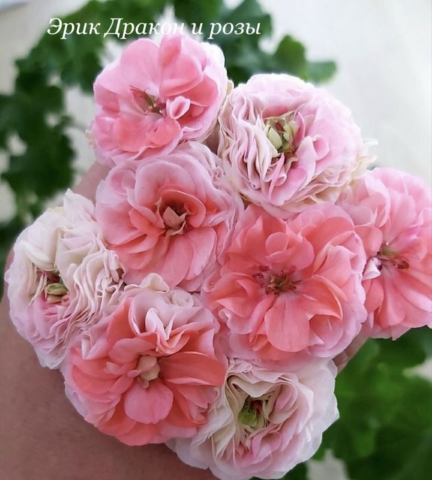 Продам черенки и стартеры сортовых пеларгоний