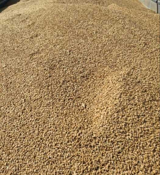 Ovaz de calitate 2000 kg