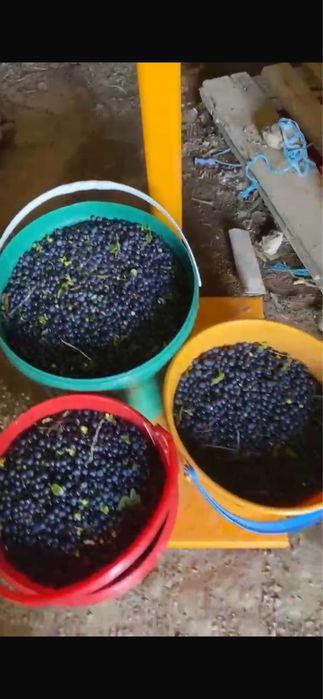 Vand  afine de padure, agrise, coacaze