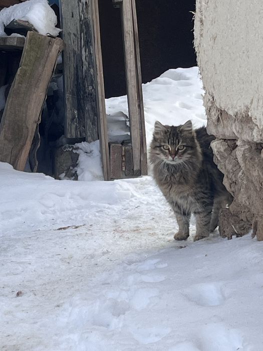 Отдам в добрые руки