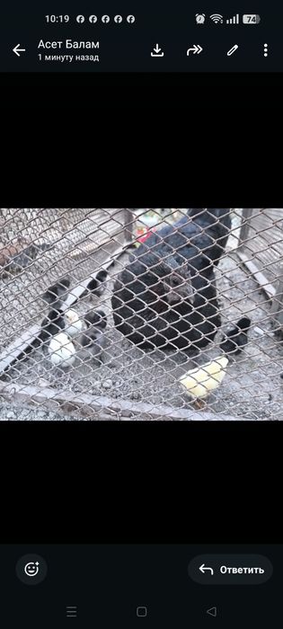 Продаем клушку уийхилей с цыплятами
