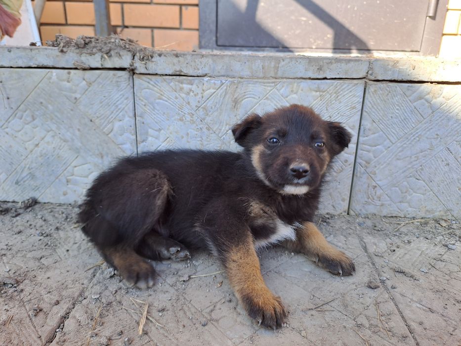 Отдам щенков в хорошие и добрые руки