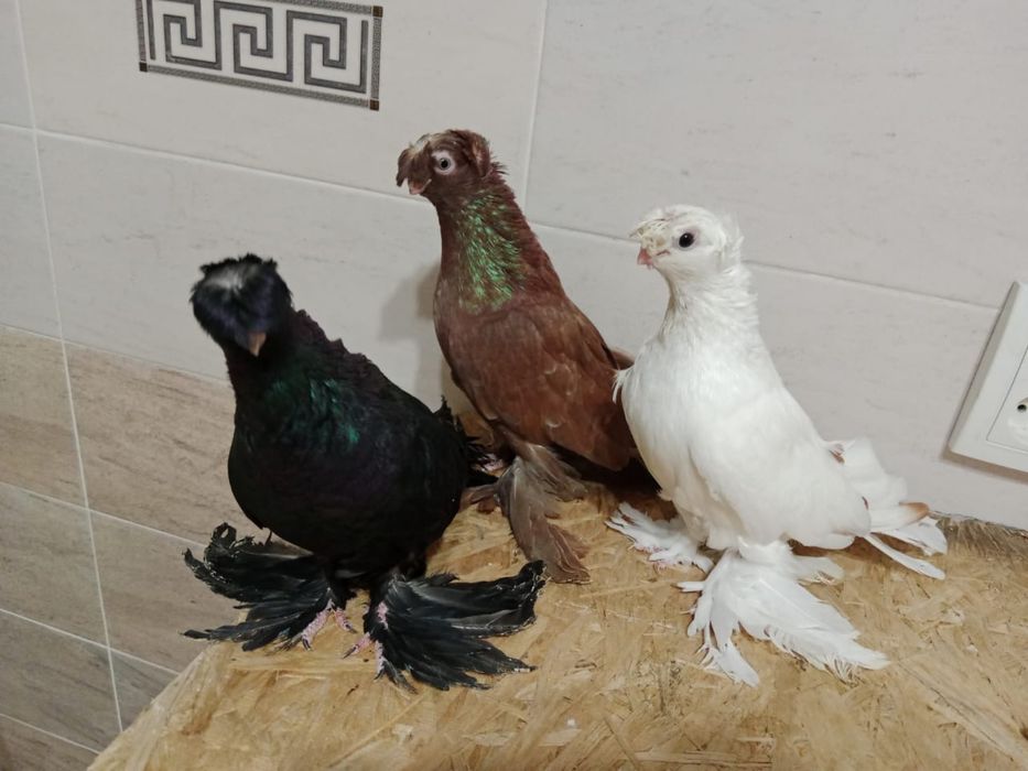 Продам    голубей