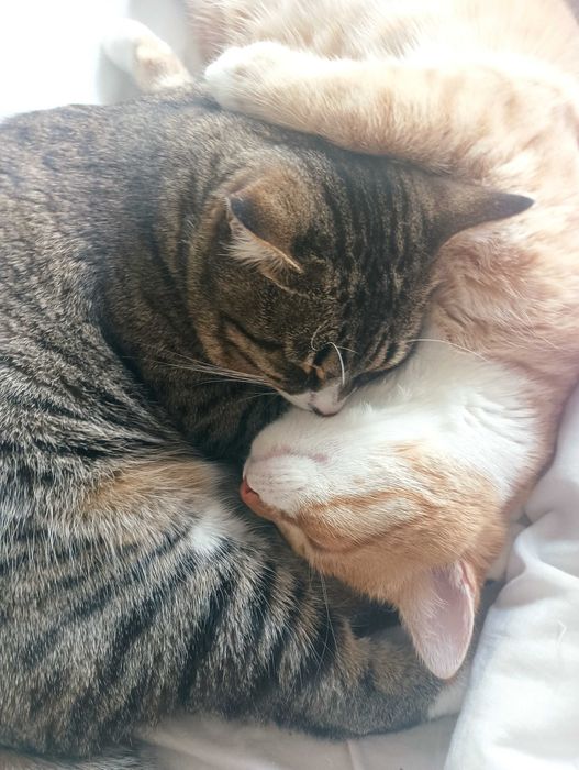 котки котки котики