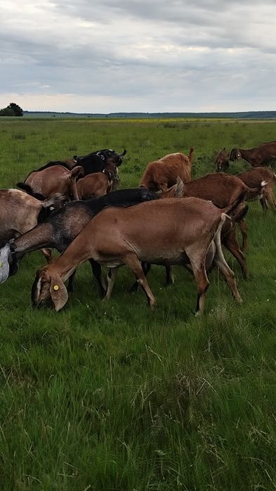 Trimit oriunde  Telemea de capra in Saramura si Lapte de capra bio