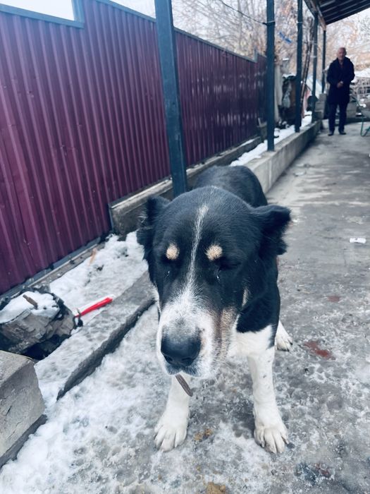 Азиятский Алабай