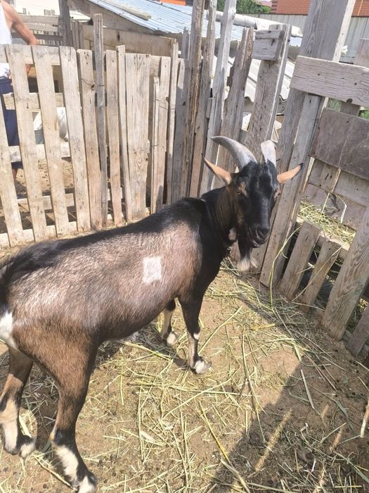 Теке сатылады