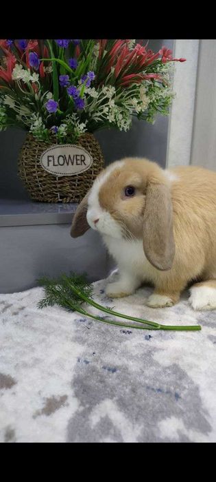 декоративный кролик минилоп