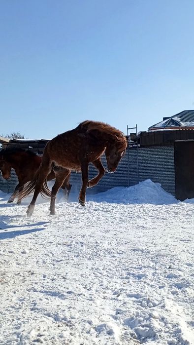 Продам бие породы першерон.