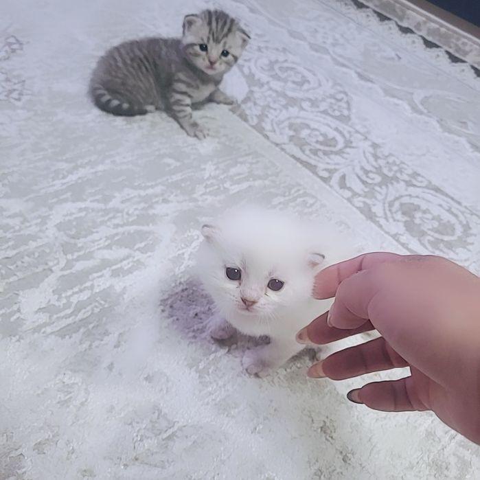 продам шотландский котят