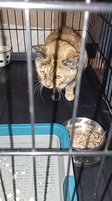 Ищем любящих хозяев для кошки