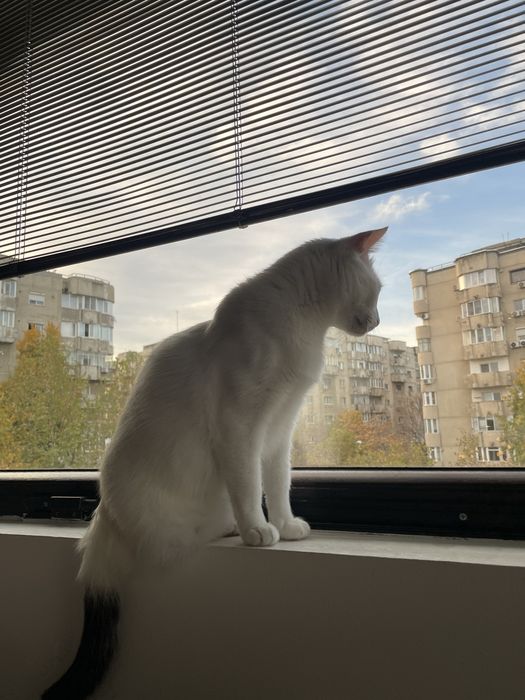 pet sitter (pisici, caini, reptile, rozatoare, pesti), plimbat caini