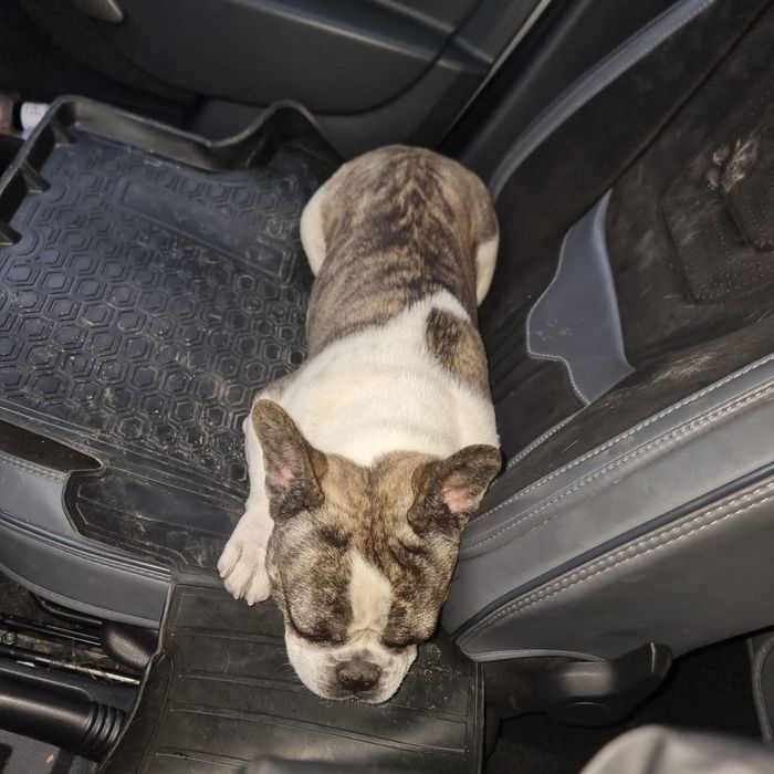 Потерялся собака