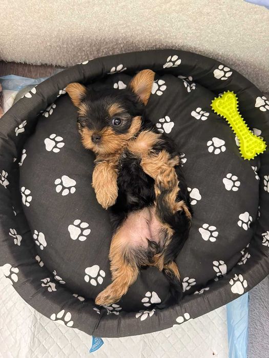 Маленькая девочка йорк