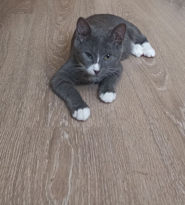 Котенок,мальчик,3 мес.в добрые руки