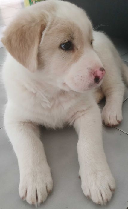 Продавам Лабрадор Ретривър