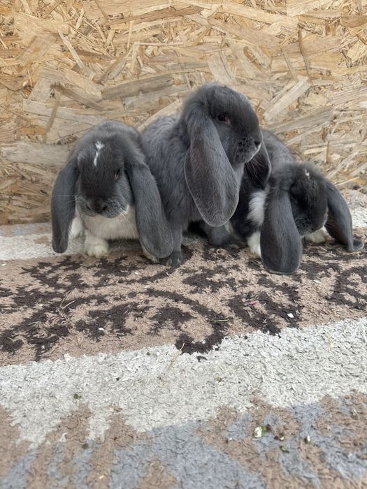 Iepuri berbec german