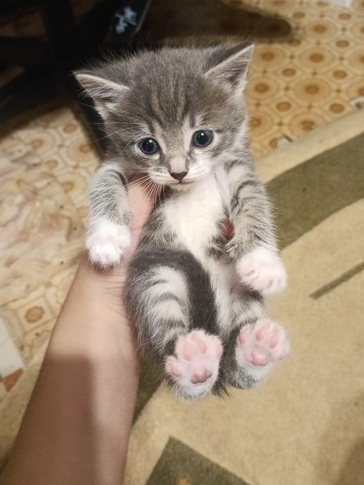 Котята в хорошие руки