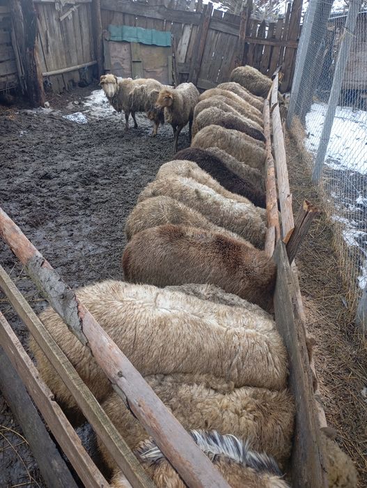 Oi de vânzare  și 2 capre