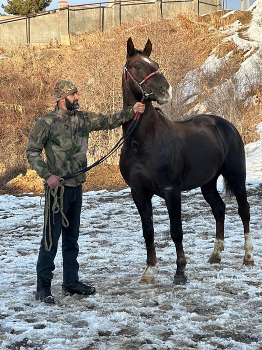 Продам хорошего конч