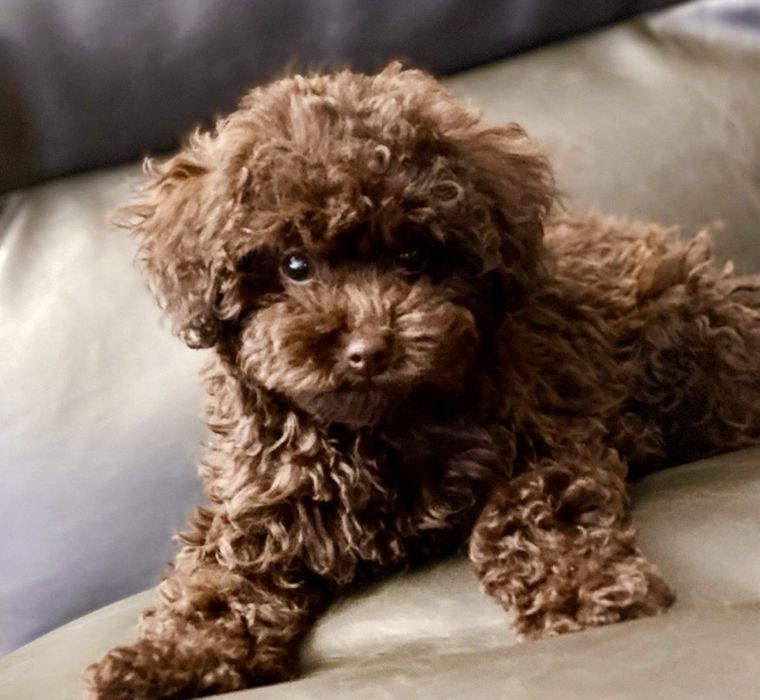 Мини пудел - пудел