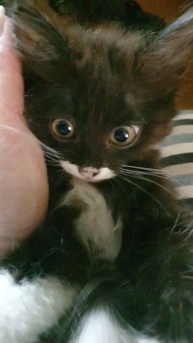 Отдам котёнка, 1.5 мес