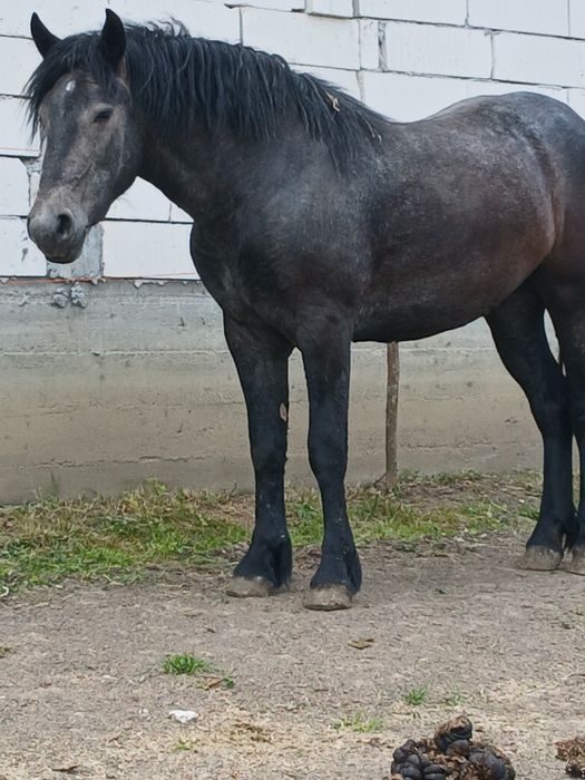 Vând mânză de 2 ani.