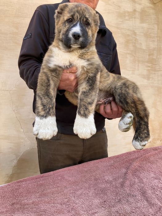 Щенок Алабая ( Супер Гигант )