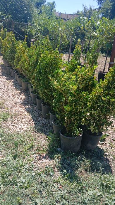 Buxus,leylandii,maslin