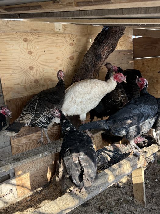 И индюк сатылады