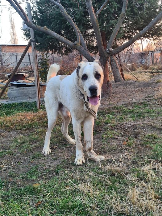 Продам алабай кабель