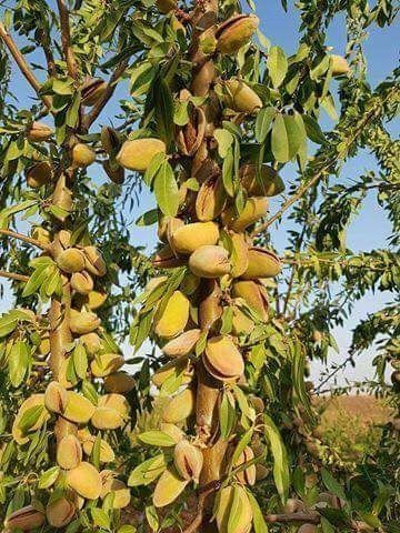 Бодом кучатлар килич ва олтиарик навли.